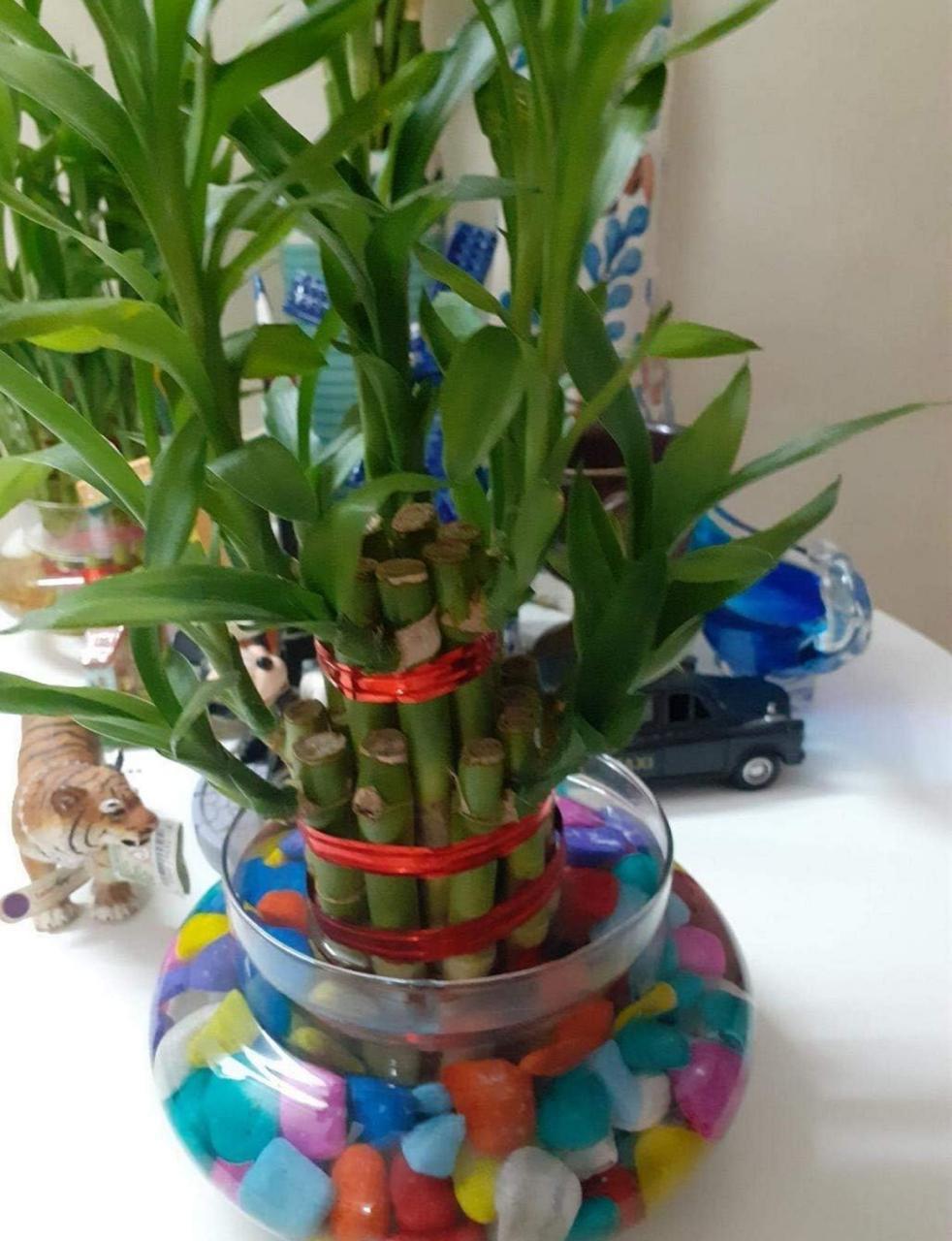 GARDEN STONS MULTI COLOUR 1 KG